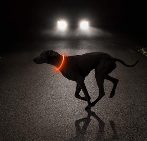 GlowPaw™ LED Dog Collar – USB-Rechargeable, Waterproof, Glow-in-the-Dark Safety Necklace (Pink)